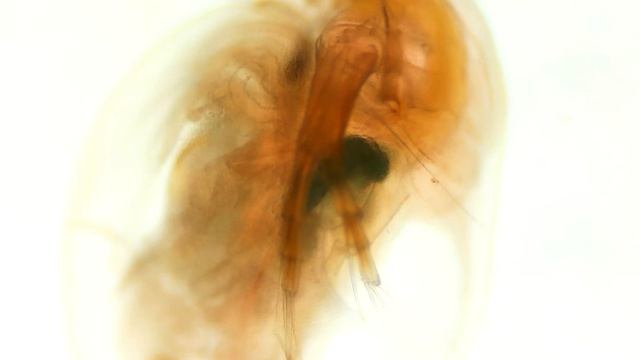 Rozwielitka x10 смотреть онлайн