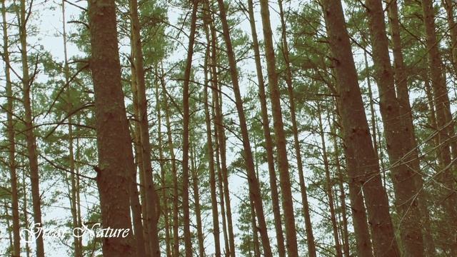 Весенние звуки природы, шум леса соснового, пение птиц Spring sounds of nature, birdsong смотреть онлайн