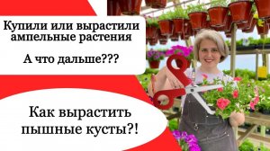 Что обязательно нужно сделать до высадки рассады цветов