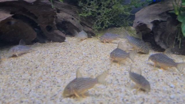 RIO NANAY ANGELS and Tank Mates смотреть онлайн