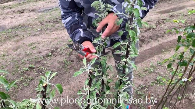ЛЕТНЯЯ ОБРЕЗКА саженцев плодовых деревьев после посадки смотреть онлайн