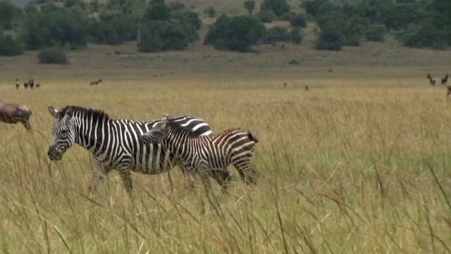 Zèbre de Burchell (Equus quagga boehmi) Plains Zebra смотреть онлайн