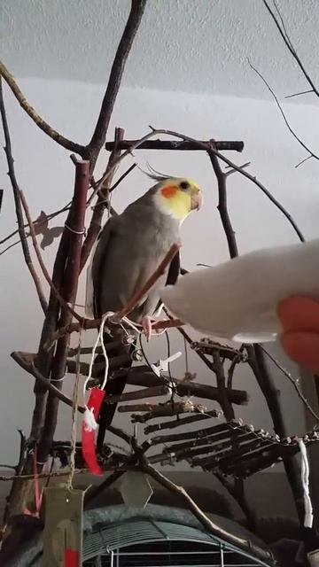 Попугай Корелла Масяня говорит:''Где, где ?.. В Караганде...'' смотреть онлайн