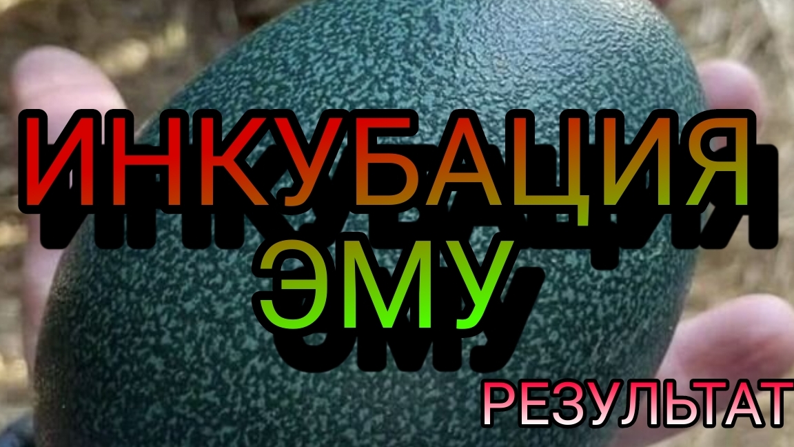 ИНКУБАЦИЯ СТРАУСА ЭМУ В ДОМАШНИХ УСЛОВИЯХ. РЕЗУЛЬТАТ ИНКУБАЦИИ.СТРАУС ЭМУ смотреть онлайн
