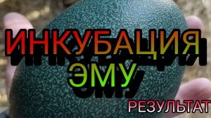 ИНКУБАЦИЯ СТРАУСА ЭМУ В ДОМАШНИХ УСЛОВИЯХ. РЕЗУЛЬТАТ ИНКУБАЦИИ.СТРАУС ЭМУ