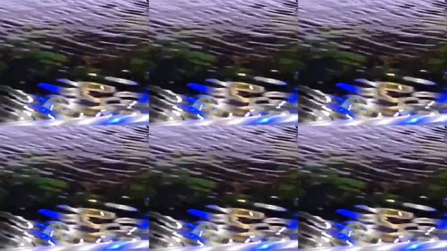 Aquascape Anubias Nana Pinto смотреть онлайн