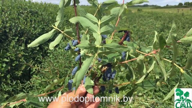 Жимолость съедобная сорт Нарымская смотреть онлайн