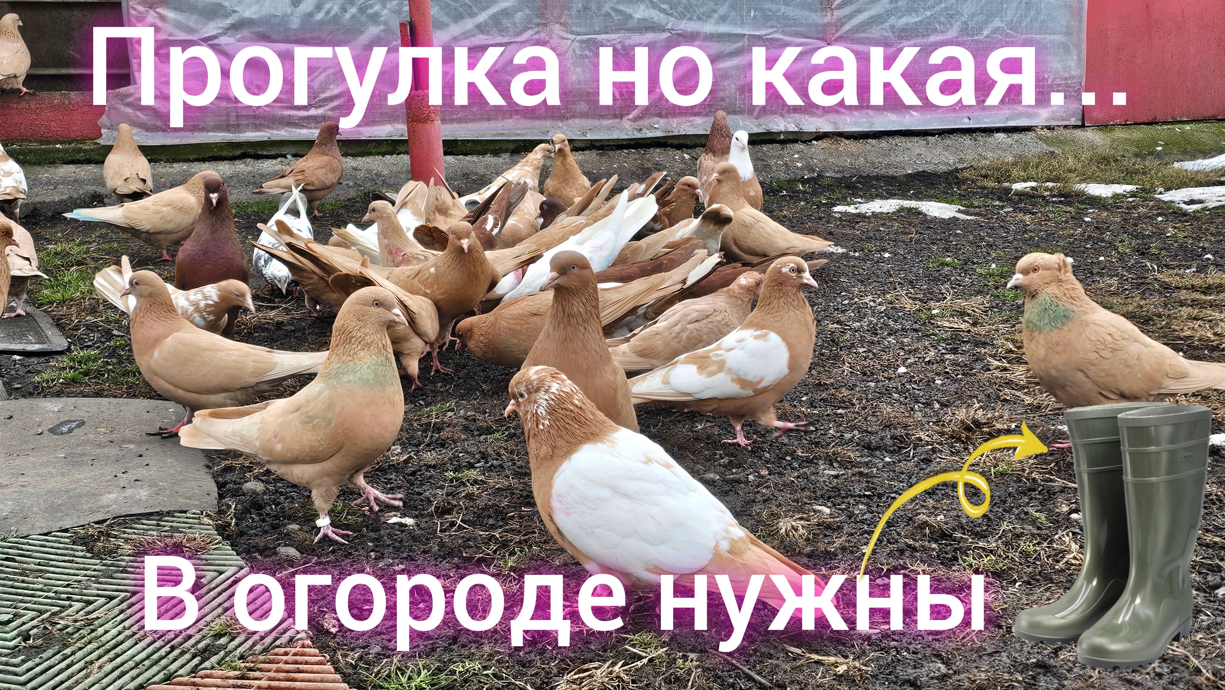 Голуби огород прогулка (Ужас) смотреть онлайн