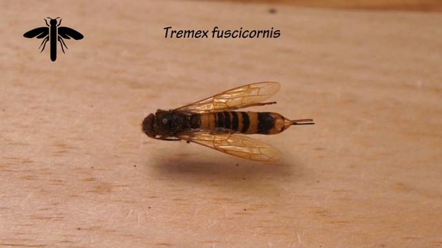 Identifying horntails смотреть онлайн