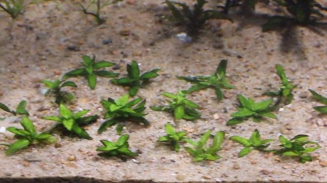 40 gal Planted tank clearin up! смотреть онлайн