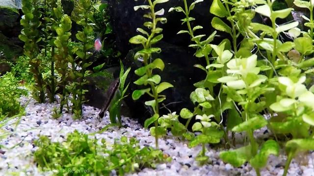 水草缸中的清道夫 ─ 小精靈 Macrotocinclus affinis (Otocinclus affinis) смотреть онлайн