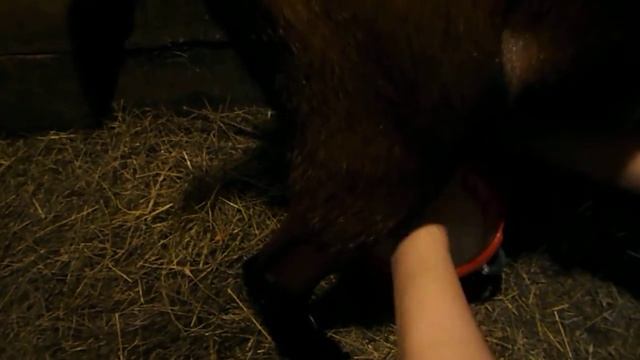 Утренняя дойка Рубины смотреть онлайн