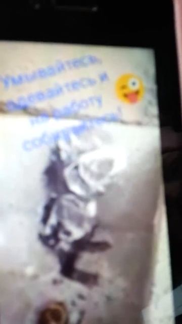 Крыса моется смотреть онлайн