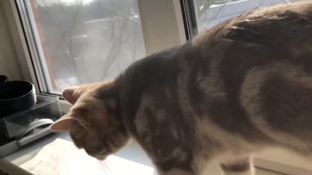 Утреннее купание в весенних лучах солнца Максима смотреть онлайн