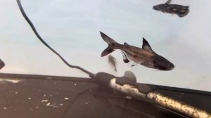 Аквариумные акулы