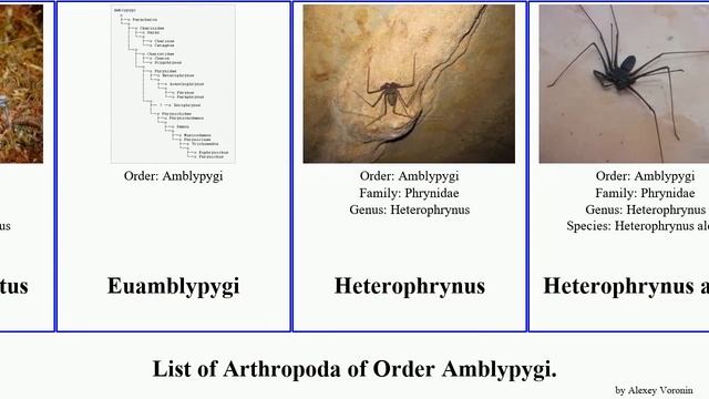 List of Arthropoda of Order Amblypygi. charinus phrynus damon asturias orientalis princeps alces смотреть онлайн