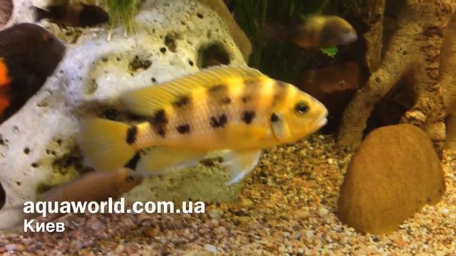 Цихлида Neolamprologus sexfasciatus смотреть онлайн