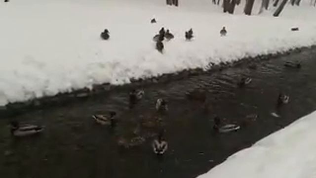 Утки на зиму облюбовали Саржин Яр смотреть онлайн