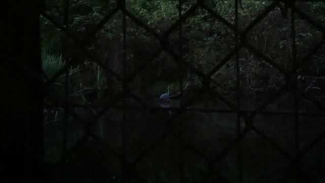 Blue Herron. Голубая цапля смотреть онлайн