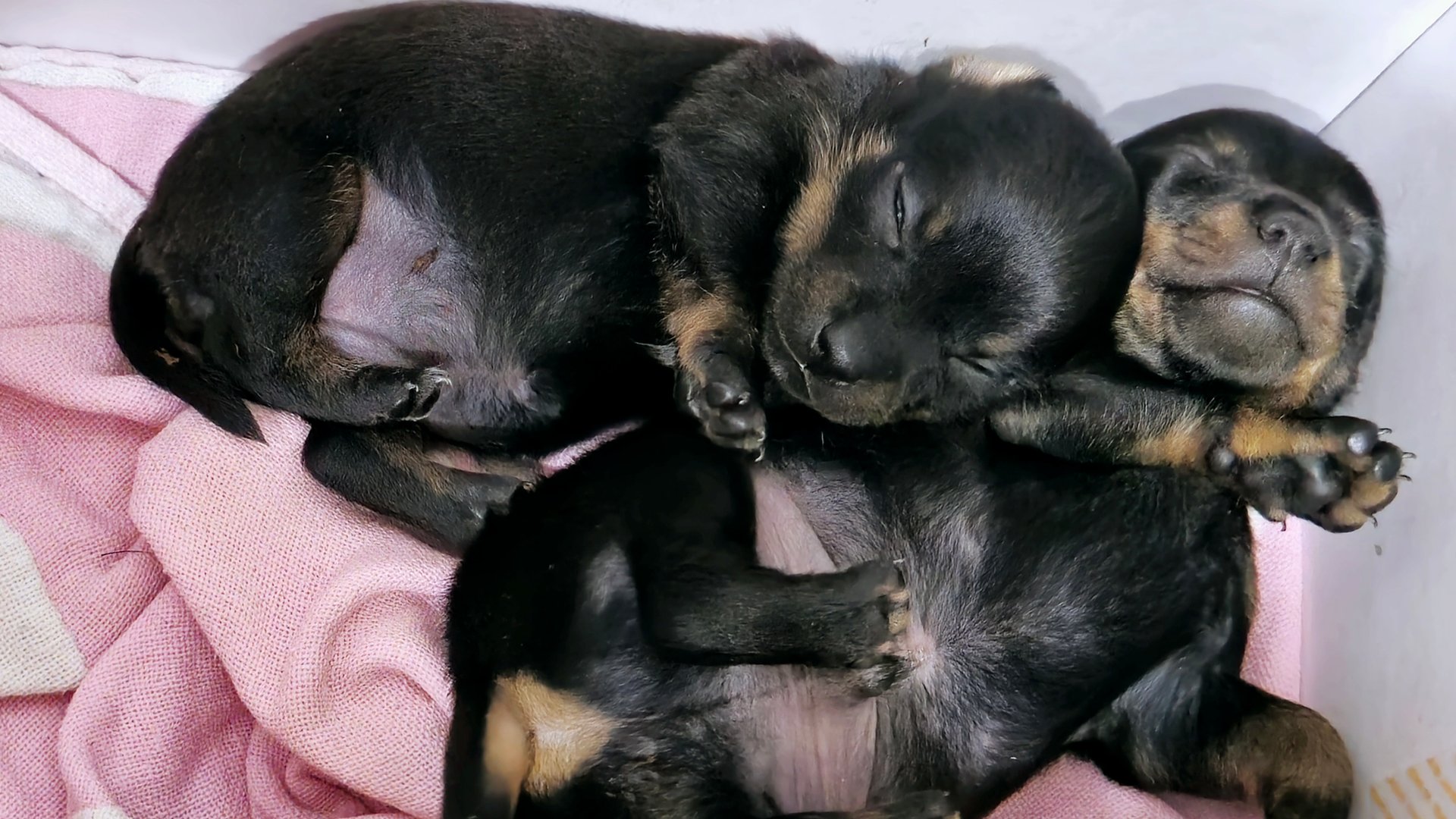 Русский Той Терьер, щенкам 21 день, учатся ходить. смотреть онлайн