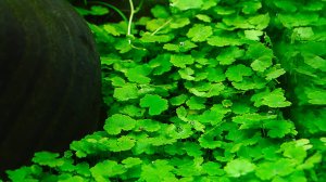 Щитолистник сибторпиоидес - Hydrocotyle sibthorpioides