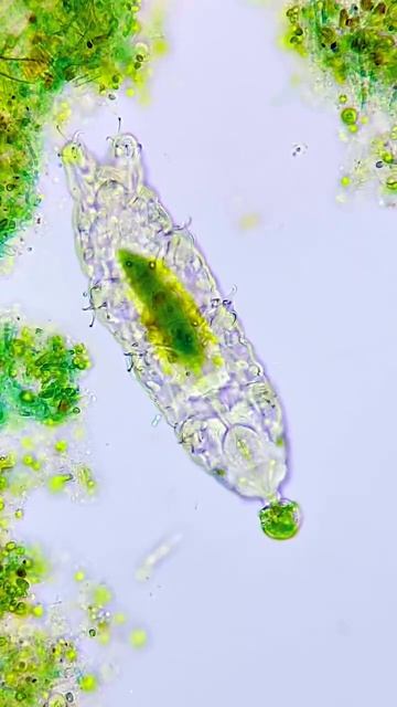 Water Bear Feeding on Algae смотреть онлайн