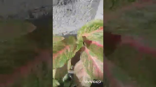 AGLAONEMA COLLECTION смотреть онлайн