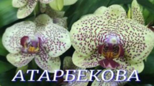 №1008/ РОСКОШНЫЕ, свежие ОРХИДЕИ в с/ц на АТАРБЕКОВА смотреть онлайн