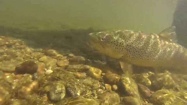 Big Brown Trout being released Grey Reef Anglers Casper Wyoming Fly Fishing North Platte River смотреть онлайн
