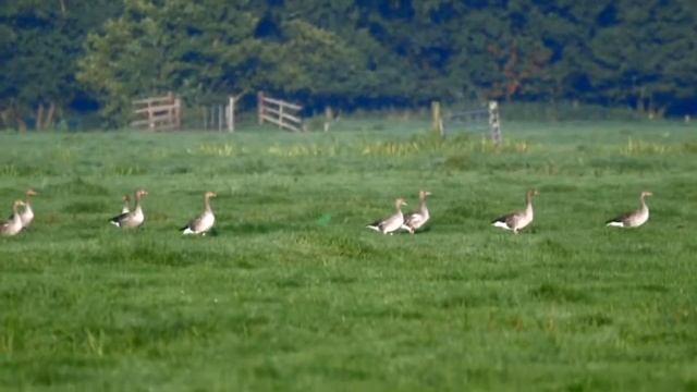 Laser Drive Away Birds and Geese смотреть онлайн
