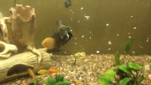 Аквариум с разными хищниками смотреть онлайн