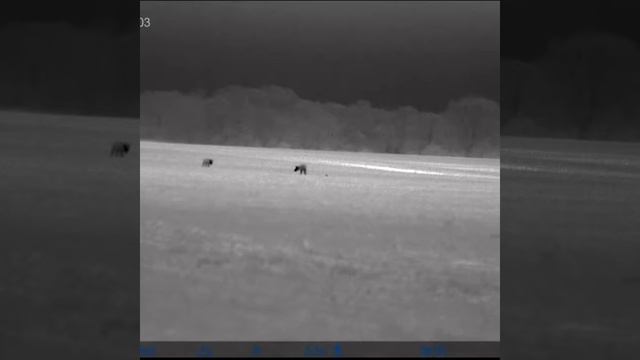 Pulsar XP50 LRF trail2 coyote hunt 6mm arc смотреть онлайн