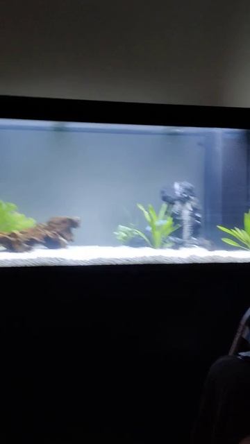 Juwel Rio 350 Underwater Waterfall смотреть онлайн