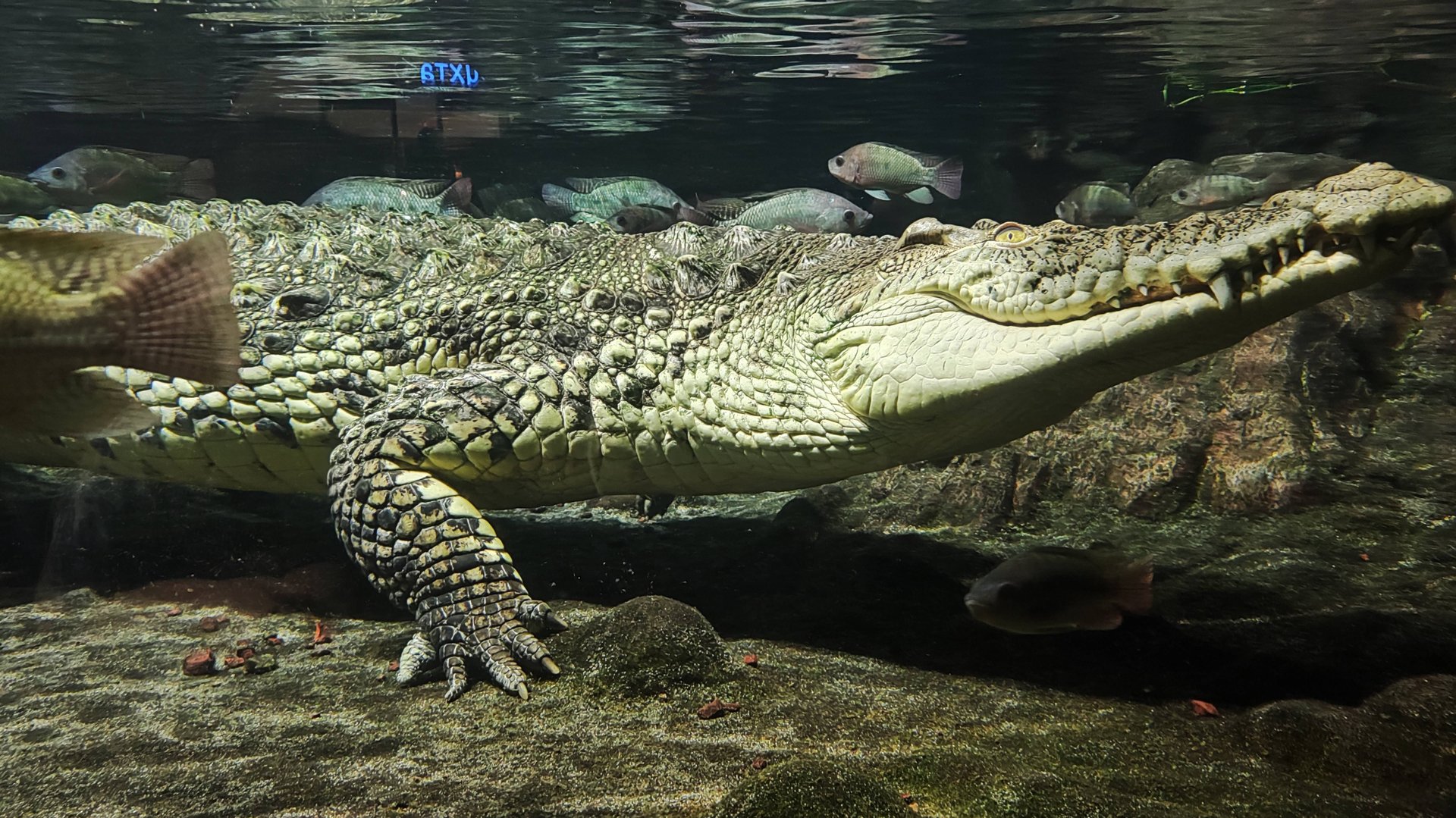 Питерский океанариум.