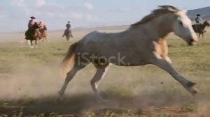 Лошади бегут, залипательные видео с лошадьми!