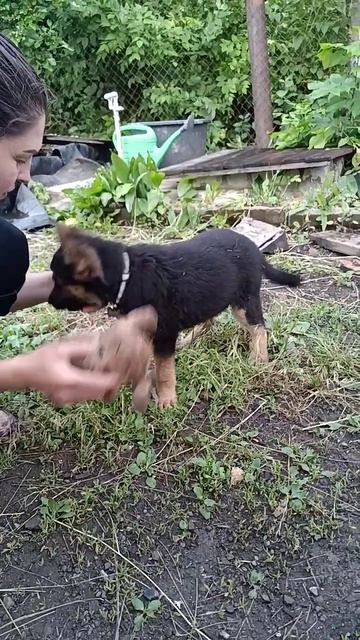 аппорт смотреть онлайн