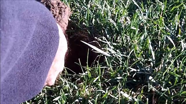 Garrett AT Pro - Testing the NEL Storm coil at a local park смотреть онлайн