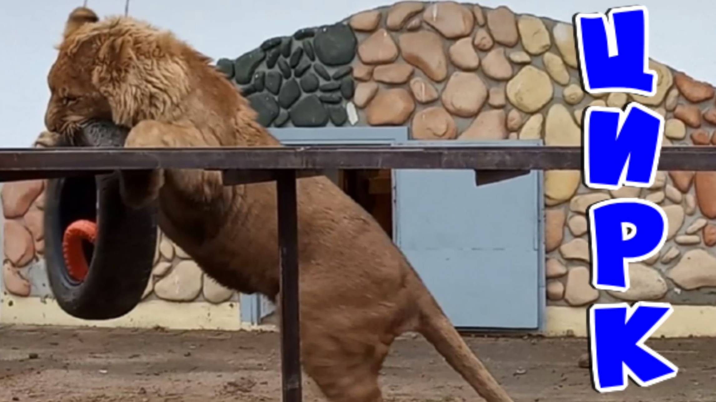 Цирковое представление от львёнка ШЕРХАНА. / Тигрица СИМОЧКА - футболистка. (3 выпуск) смотреть онлайн