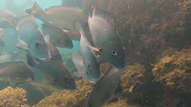 Magnetic Island snorkelling - Geoffrey Bay смотреть онлайн