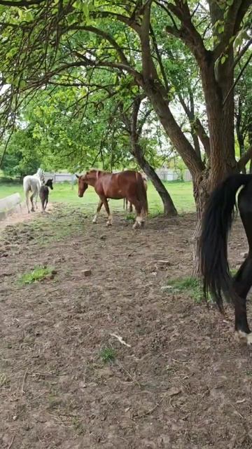 Кобыла с жеребенком вернулись на ферму #horse #лошади #топ #animals #foals смотреть онлайн