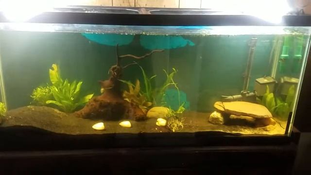 55 gallon planted tank, first try being planted! смотреть онлайн