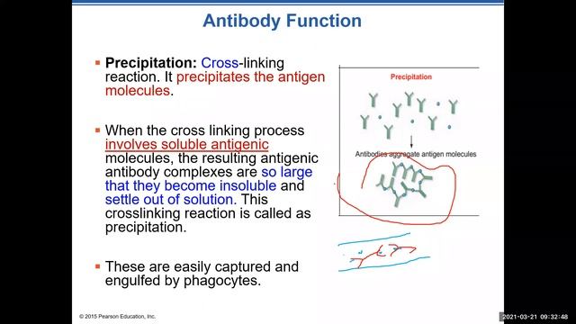 9am Class The Lymphatic System - Part 5 смотреть онлайн