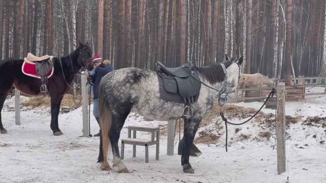 Корпоратив на конюшне | влог 🐴
