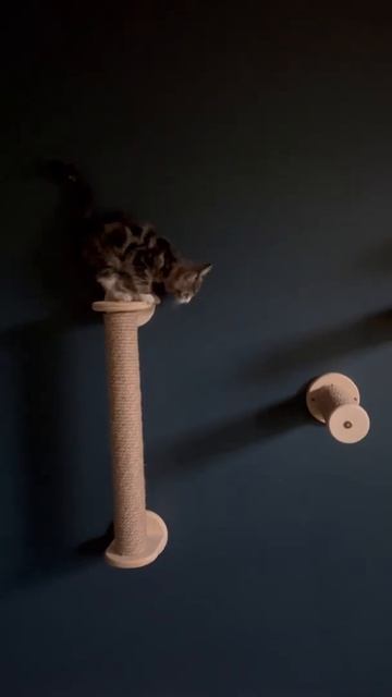 Ступеньки когтеточки для кошачего городка смотреть онлайн