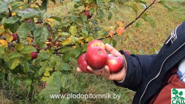 Яблоня сорт Алеся смотреть онлайн