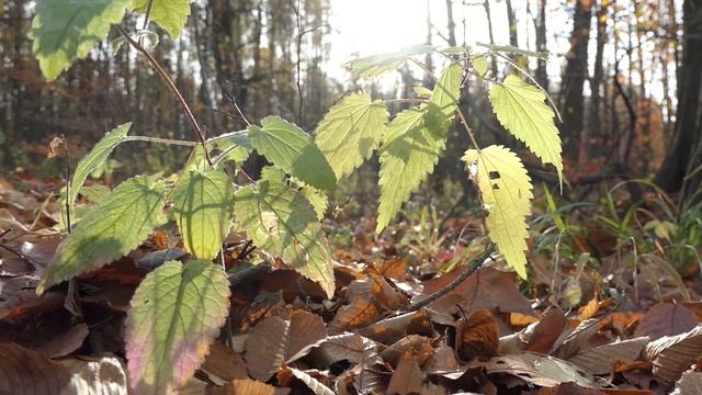 Panasonic Lumix TZ200 / ZS200 Full HD Video Samples and Handling смотреть онлайн