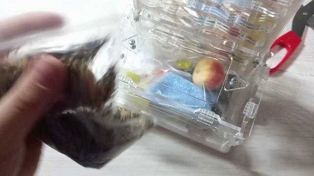 Новый форм карий