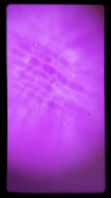 Onion cell experiment смотреть онлайн