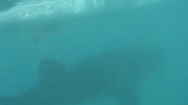 Whale Sharks Oslob смотреть онлайн