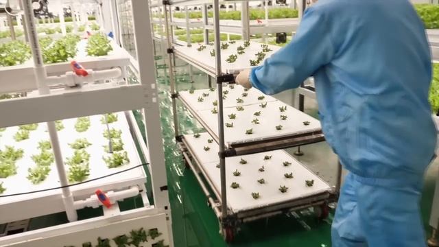 Южно-корейская гидропонная ферма по выращиваю зелени